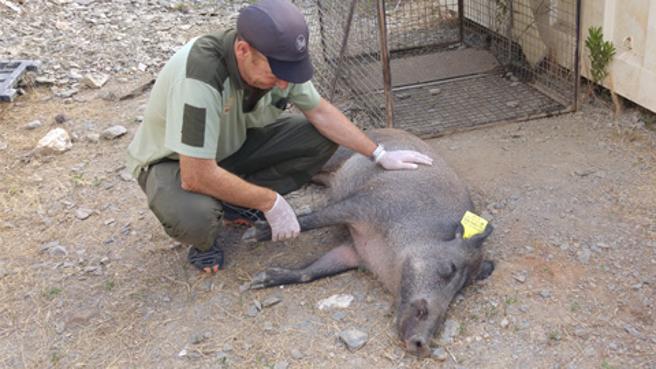 La esterilización del jabalí enfrenta a cazadores y científicos